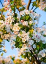 Apple tree blossom Royalty Free Stock Photo