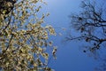 Apple tree blossom, poplar tree with young green leaves and mistletoes on top, blue spring sky background