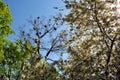 Apple tree blossom, poplar tree with young green leaves and mistletoes on top, silver maple tree green blossom and blue spring sky