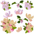 Apple tree blossom set, vector isolated illustration Royalty Free Stock Photo