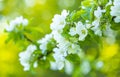 Apple tree blossom, spring background Royalty Free Stock Photo