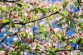 Apple tree blossom in spring. Pink blooming apple tree. Bloom. Royalty Free Stock Photo