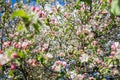 Apple tree blossom in spring. Pink blooming apple tree. Bloom. Pink flowers Royalty Free Stock Photo