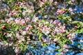 Apple tree blossom in spring. Pink blooming apple tree. Bloom. Pink flowers Royalty Free Stock Photo