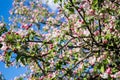 Apple tree blossom in spring. Pink blooming apple tree. Bloom. Pink flowers Royalty Free Stock Photo