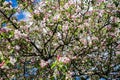 Apple tree blossom in spring. Pink blooming apple tree. Bloom. Pink flowers Royalty Free Stock Photo