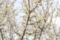 Apple tree in blossom with white flowers on blue sky background in spring day. Closeup. Royalty Free Stock Photo