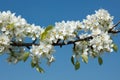 Apple tree blossoming branch Royalty Free Stock Photo