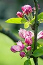 Apple tree blossoming branch