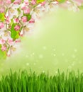 Apple tree blossoming, grass blurred background Royalty Free Stock Photo