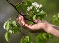 Apple tree blossoms Royalty Free Stock Photo