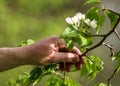 Apple tree blossoms Royalty Free Stock Photo