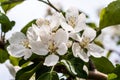 Apple Tree Blossoms Royalty Free Stock Photo