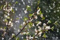 Apple tree blossoms covered in snow during unexpected snowfall in spring. Blooming flowers freezing under white snow in the garden Royalty Free Stock Photo