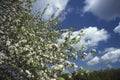 Apple tree blossoms