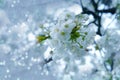 apple tree Blossoms and Essence of Spring, pink flowers, blooming branches against backdrop of blue sky, concept springtime Royalty Free Stock Photo