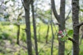 Apple tree blossoms in the garden in spring, selective focus Royalty Free Stock Photo