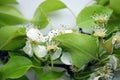 Apple tree blossoms with green leaves