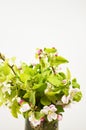 Apple tree blossoms with green leaves, copy space