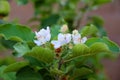 Apple tree blossoms