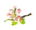 Apple tree blossoms isolated on white background Royalty Free Stock Photo