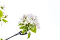 Apple Tree Blossoms Isolated on White Background. Spring Renewal Concept Royalty Free Stock Photo