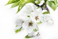 Apple Tree Blossoms Isolated on White Background. Spring Renewal Concept Royalty Free Stock Photo