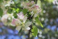 Apple Tree Blossoms Royalty Free Stock Photo