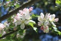 Apple Tree Blossoms Royalty Free Stock Photo