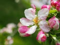 Apple tree blossoms in spring. Malus pumila flowers. Floral background.