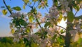 Apple tree blossoms in spring sunlight. A close-up view of apple tree branches covered with white blossoms and green Royalty Free Stock Photo