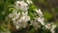 White flowers on the branches of apple trees. Gardening, growing apples in the USA.