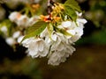 Apple tree blossoms Royalty Free Stock Photo