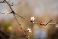 Apple tree blossoms in winter. Blooming flowers