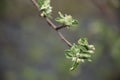 An apple tree brabch with blooming white and pink buds and young green leaves on a blurry background of a spring garden Royalty Free Stock Photo