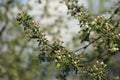 An apple tree brabch with blooming white and pink buds and young green leaves on a blurry background of a spring garden Royalty Free Stock Photo