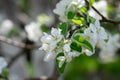 Apple tree branch with abloom in sunlit garden in springtime season. A lot of white delicate flowers on blurred bokeh background.