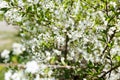 Apple tree branch against the blue sky background at spring Royalty Free Stock Photo