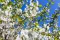 Apple tree branch against the blue sky background at spring Royalty Free Stock Photo