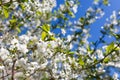 Apple tree branch against the blue sky background at spring Royalty Free Stock Photo