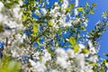 Apple tree branch against the blue sky background at spring Royalty Free Stock Photo