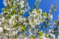 Apple tree branch against the blue sky background at spring Royalty Free Stock Photo