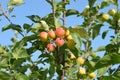 Apple tree branch against the skyy