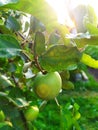 Apple tree. Branch with apples in the morning sun. Glare on the foliage and fruits of the apple tree