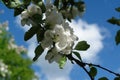 Apple tree branch with beautiful snow white delicate flowers against the blue sky, close-up Royalty Free Stock Photo