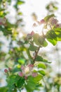 Apple tree branch in bloom. Beautiful nature scene with blooming trees and sun flare. Beautiful orchard. Springtime