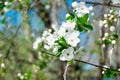 Apple tree branch in bloom on a sunny day Royalty Free Stock Photo