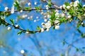 Apple tree branch in bloom against the clear blue sky Royalty Free Stock Photo