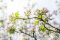 Apple tree branch in bloom at sunrise, pink blossoms and buds of apple tree