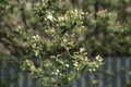 An apple tree branch with blooming white and pink buds and young green leaves on a blurry background of a spring garden Royalty Free Stock Photo